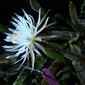 Amazon Moonflower Selenicereus Wittii 3
