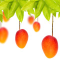 Mango Tree  3