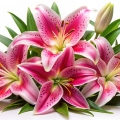 Pink Lily Lilium 3