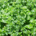 Lesser Calamint Clinopodium Nepeta 3