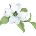 Dogwood Blossom Cornus Florida 3