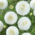 White Dahlia Dahlia Coltness Sortida 3