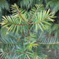 Torreya Torreya Nucifera 3