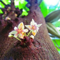 Cacao Blossom Theobroma Cacao 3