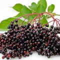Černý bez Sambucus nigra (Caprifoliaceae) 3