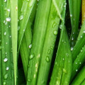 Hexenyl Green  3