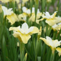 Iris Butter Iris Sibirica 3