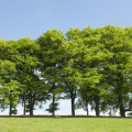 Trees 3