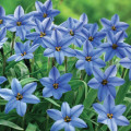 Starflower Trientalis Borealis 3