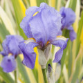 Iris Pallida Iris Pallida 3