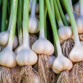 Garlic  3