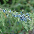 Jalovec Juniperus Virginiana 3