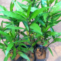 Willow-Leaved Justicia Gendarussa Burm. 3