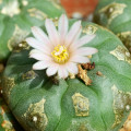 peyote Lophophora williamsii 3