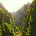 Laurissilva Forest  3