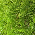 Jalovcové bobulky Juniperus Communis (Cupressaceae) 3