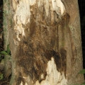 Malaysian Oud Aquilaria Agallocha i A. Malaccensis (Thymelaeaceae) 3