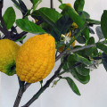 Citron Leaf Citrus Medica 3