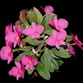 Orchid Black Diamond Sophronitis Wittigiana 3