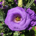 Eustoma | Lisianthus Eustoma Grandiflorum 3