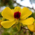 Redwood Flower Caesalpinia Echinata 3