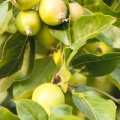 Jablko Malus domestica 3