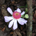 Gustavia Flower Gustavia Augusta 3