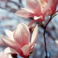 Magnólie Magnolia grandiflora (Magnoliaceae) 3