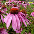 Purple Coneflower Echinacea Purpurea 3
