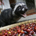 Kopi Luwak Coffee  3