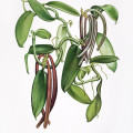 Vanilla Leaves Achlys Triphylla 3