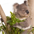 Eukalyptus Eucalyptus globulus (Myrtaceae) 3
