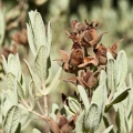 Labdanum Cistus ladanifer, Cistus creticus 3