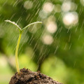 Petrichor Petrichor 3