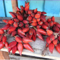 Guinea Pepper Aframomum Melegueta 3
