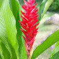 Alpinia Alpinia Purpurata 3