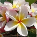 Plumérie Plumeria rubra (Apocyanaceae) 3