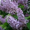 Šeřík Syringa vulgaris (Oleaceae) 3