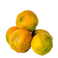 Rangpur Citrus Bigaradia 3