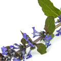 Blue Bugle Ajuga Reptans 3