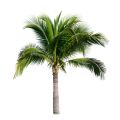 Coconut Tree Cocos Nucifera 3
