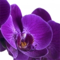 Orchidej (Orchidaceae) 3