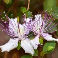 Caper Capparis Spinosa 3