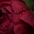 Pivoňka Paeonia (Paeoniaceae) 3