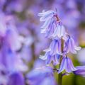 Bluebell Hyacinthoides Non-Scripta 3