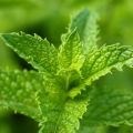 Spearmint Mentha spicata 3