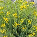 Senecio Senecio Filaginoides 3