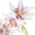 Lilie Lilium (Liliaceae) 3