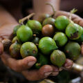 Macadamia Flower Macadamia Integrifolia Maiden & Betche 3