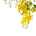 Jarana Flower Lecythis Jarana Var. 3